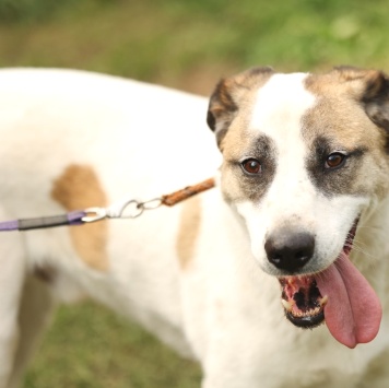 Собаки в добрые руки - Паучок