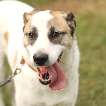 Собаки в добрые руки - Паучок - 2