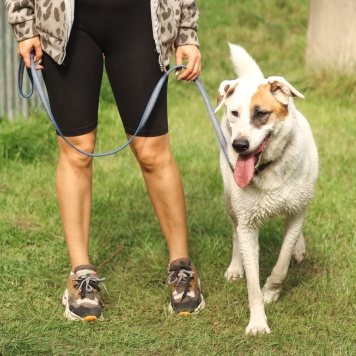 Собаки в добрые руки - Паучок - 3