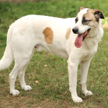 Собаки в добрые руки - Паучок - 4