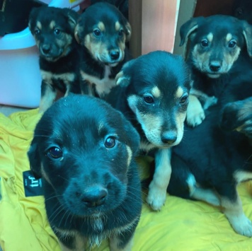 Собаки в добрые руки - щенки с помойки