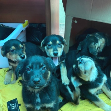 Собаки в добрые руки - щенки с помойки - 1