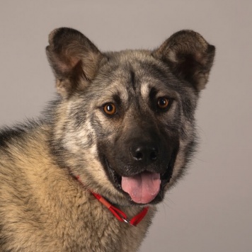 Собаки в добрые руки - Атари