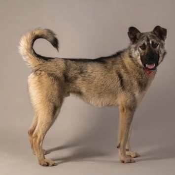 Собаки в добрые руки - Атари - 1