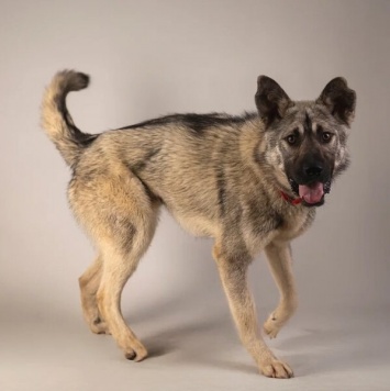 Собаки в добрые руки - Атари - 2