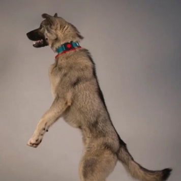 Собаки в добрые руки - Атари - 3