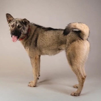 Собаки в добрые руки - Атари - 4