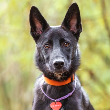 Собаки в добрые руки - Смол