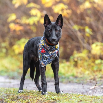 Собаки в добрые руки - Смол - 1
