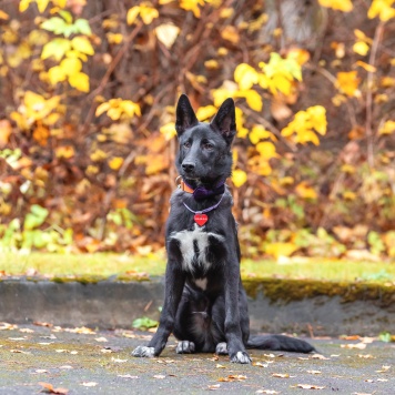 Собаки в добрые руки - Смол - 2