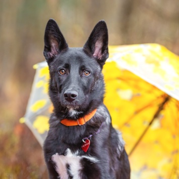 Собаки в добрые руки - Смол - 3