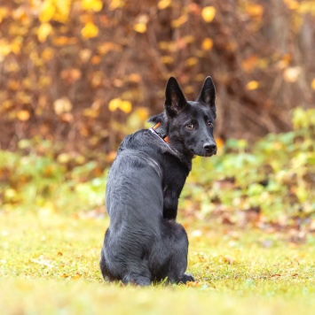 Собаки в добрые руки - Смол - 4