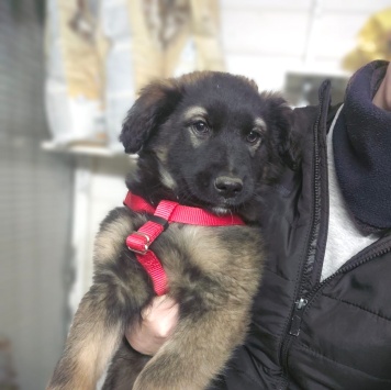 Собаки в добрые руки - Кора