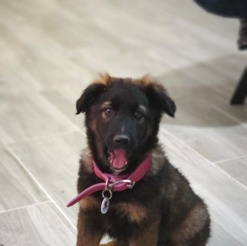 Пуша - Собаки в добрые руки