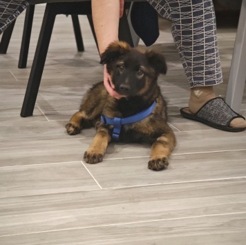 Пуша - Собаки в добрые руки