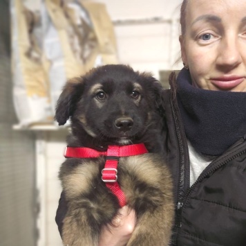 Собаки в добрые руки - Кора - 1