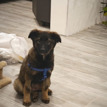 Собаки в добрые руки - Пуша - 1