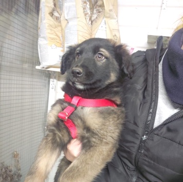 Собаки в добрые руки - Кора - 2