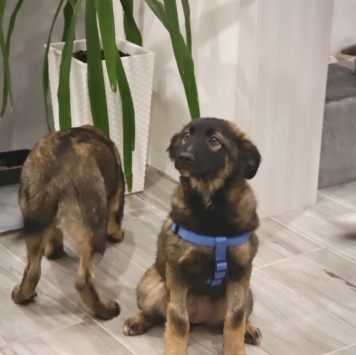 Собаки в добрые руки - Пуша - 2