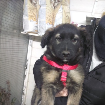 Собаки в добрые руки - Кора - 3