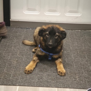 Собаки в добрые руки - Пуша - 3