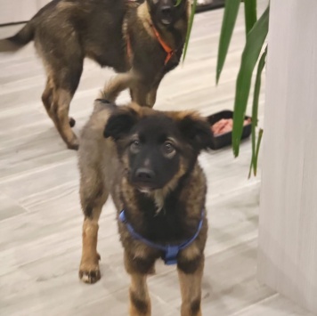 Собаки в добрые руки - Пуша - 4