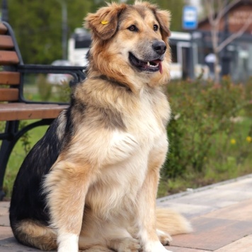 Собаки в добрые руки - Паппи