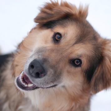 Собаки в добрые руки - Паппи