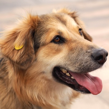 Собаки в добрые руки - Паппи - 1