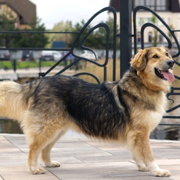 Собаки в добрые руки - Паппи - 2