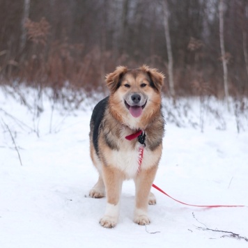 Собаки в добрые руки - Паппи - 2