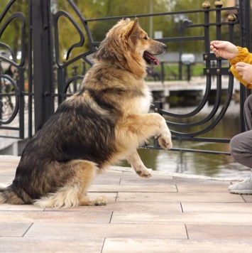 Собаки в добрые руки - Паппи - 3