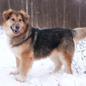 Собаки в добрые руки - Паппи - 3