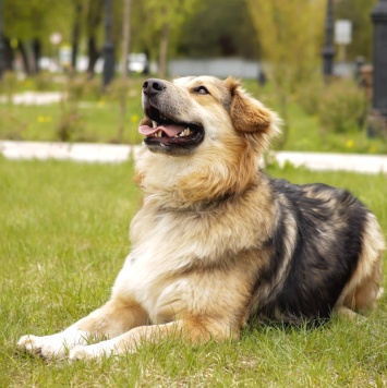 Собаки в добрые руки - Паппи - 4