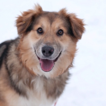 Собаки в добрые руки - Паппи - 4