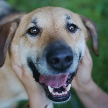 Собаки в добрые руки - Лана