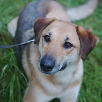 Собаки в добрые руки - Лана - 1