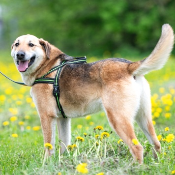 Собаки в добрые руки - Лана - 2