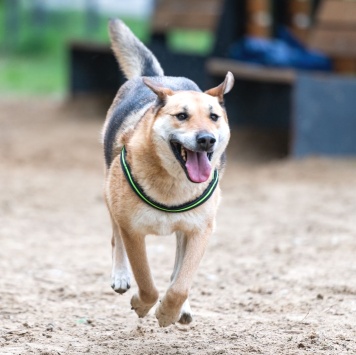 Собаки в добрые руки - Лана - 4