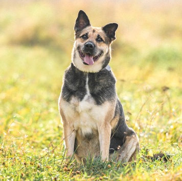 Собаки в добрые руки - Лима