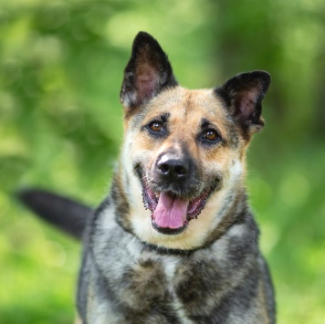 Собаки в добрые руки - Лима - 1