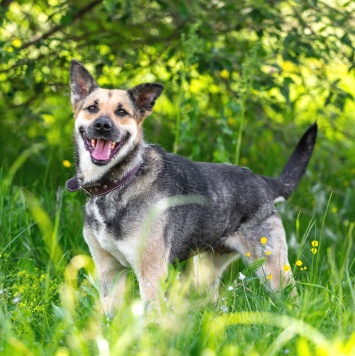 Собаки в добрые руки - Лима - 2