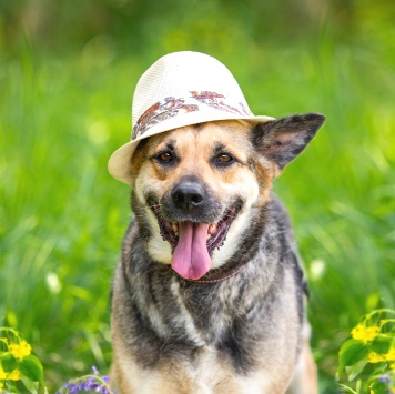 Собаки в добрые руки - Лима - 3