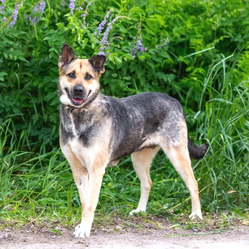 Собаки в добрые руки - Лима - 4