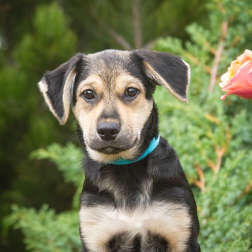 Собаки в добрые руки - Вилли