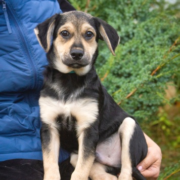 Собаки в добрые руки - Вилли - 1