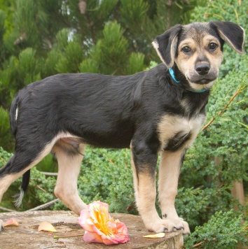 Собаки в добрые руки - Вилли - 2