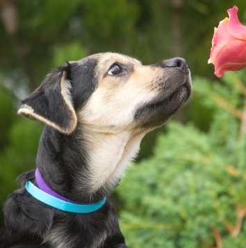 Собаки в добрые руки - Вилли - 3