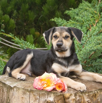 Собаки в добрые руки - Вилли - 4