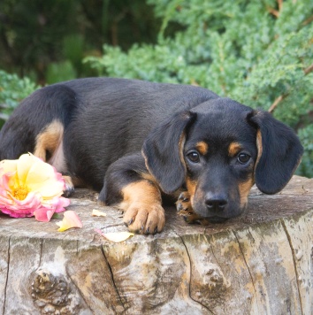 Собаки в добрые руки - Джулия